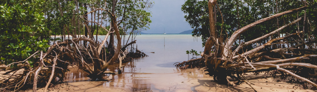 Challenge 2 – Nature-based solutions to climate change