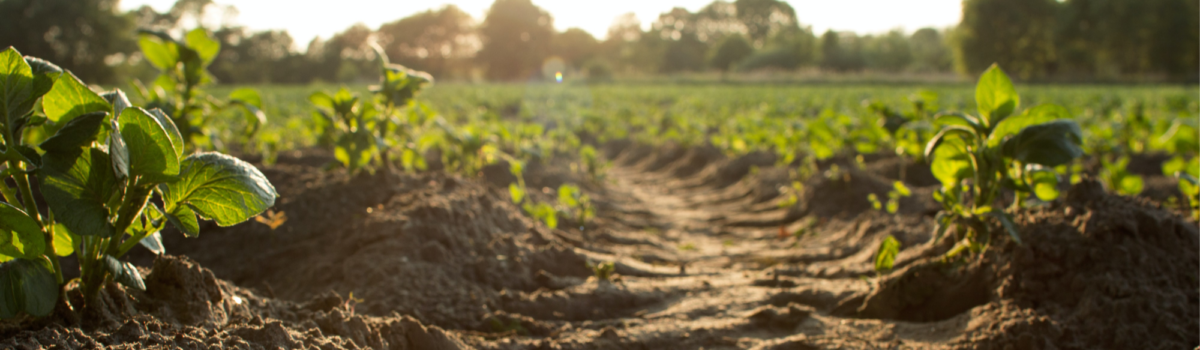 Challenge 4 – How can we mitigate climate change through soil carbon management?
